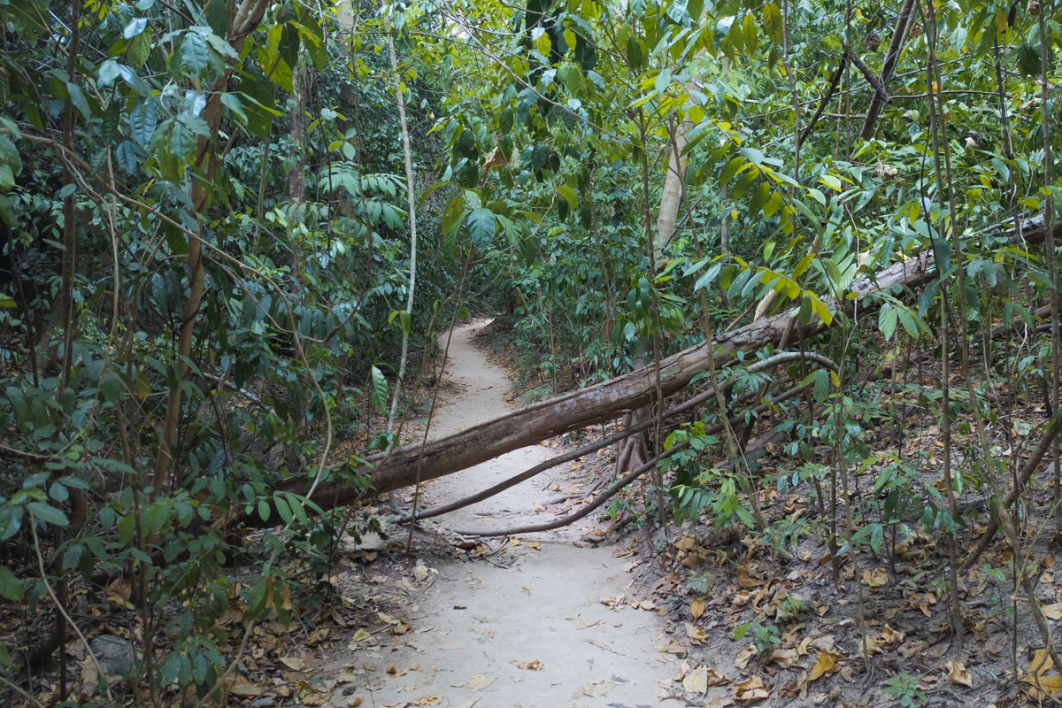 Chemin de trail sur l'île Hong
