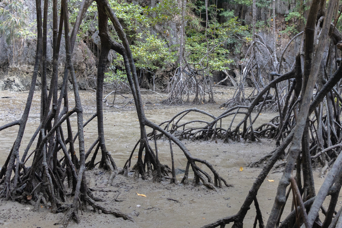 Mangrove sur la James Bond Island
