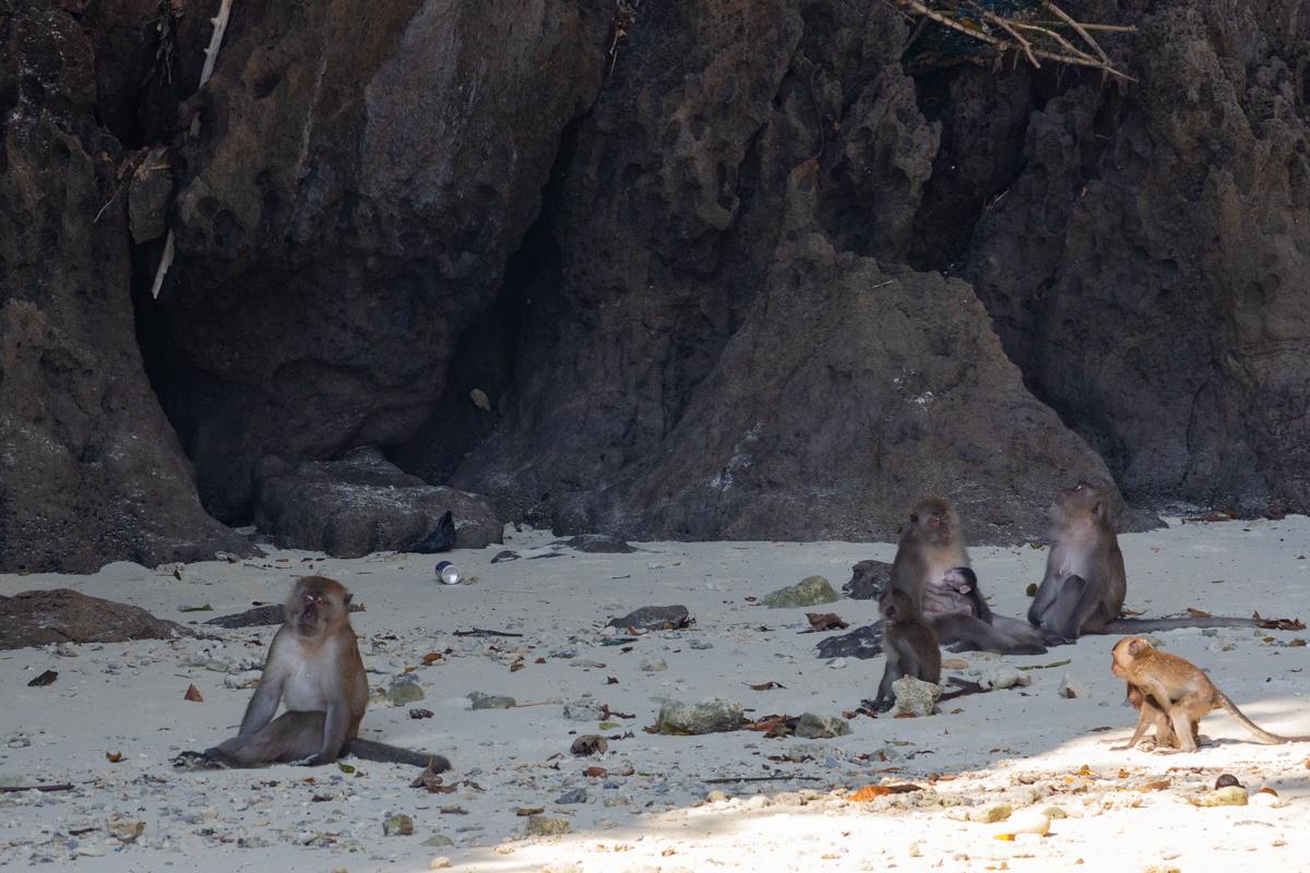 Singes sur la Monkey Beach à Koh Phi Phi