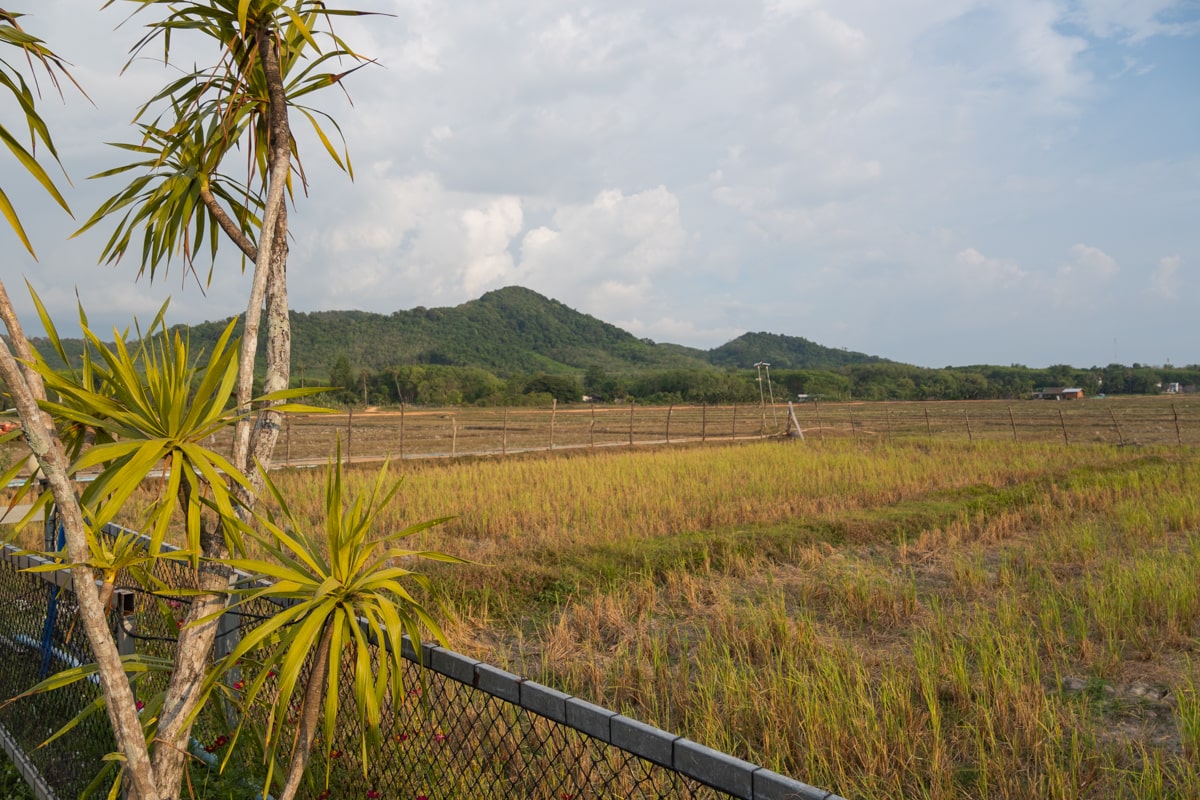 champs situés sur l'île de koh yao noi