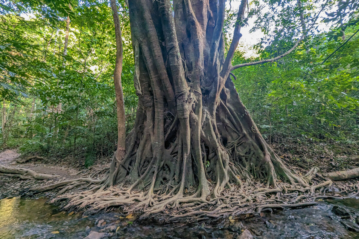 Mangrove à Koh Lanta