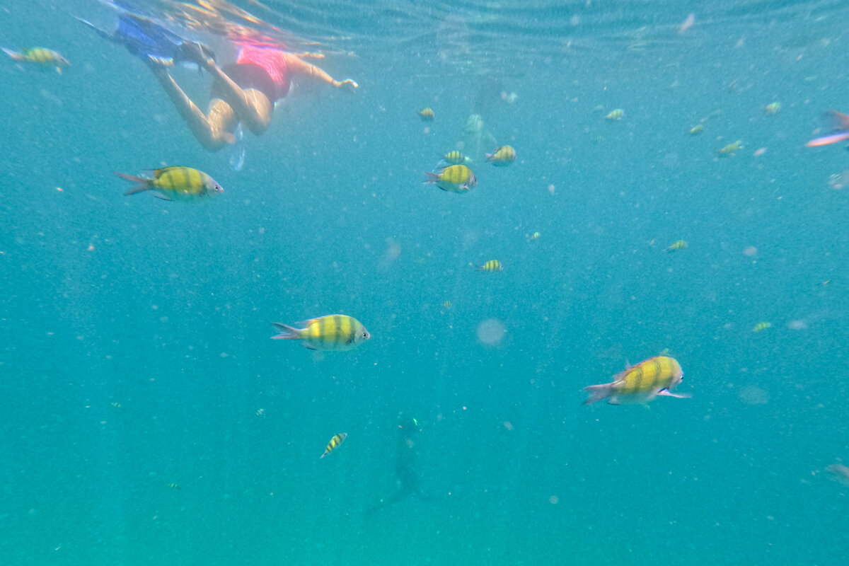 Nageur et poissons pendant du snorkeling de l'excursion à Koh Phi Phi