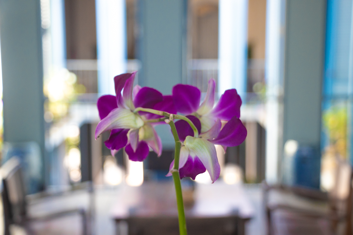 orchidée au on on hotel
