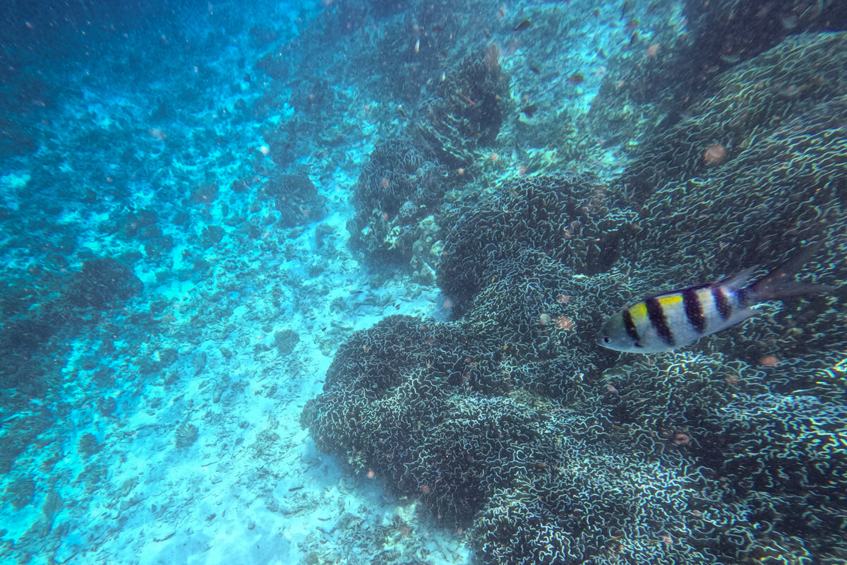 Poisson pendant une plongée en snorkeling dans les îles Similan