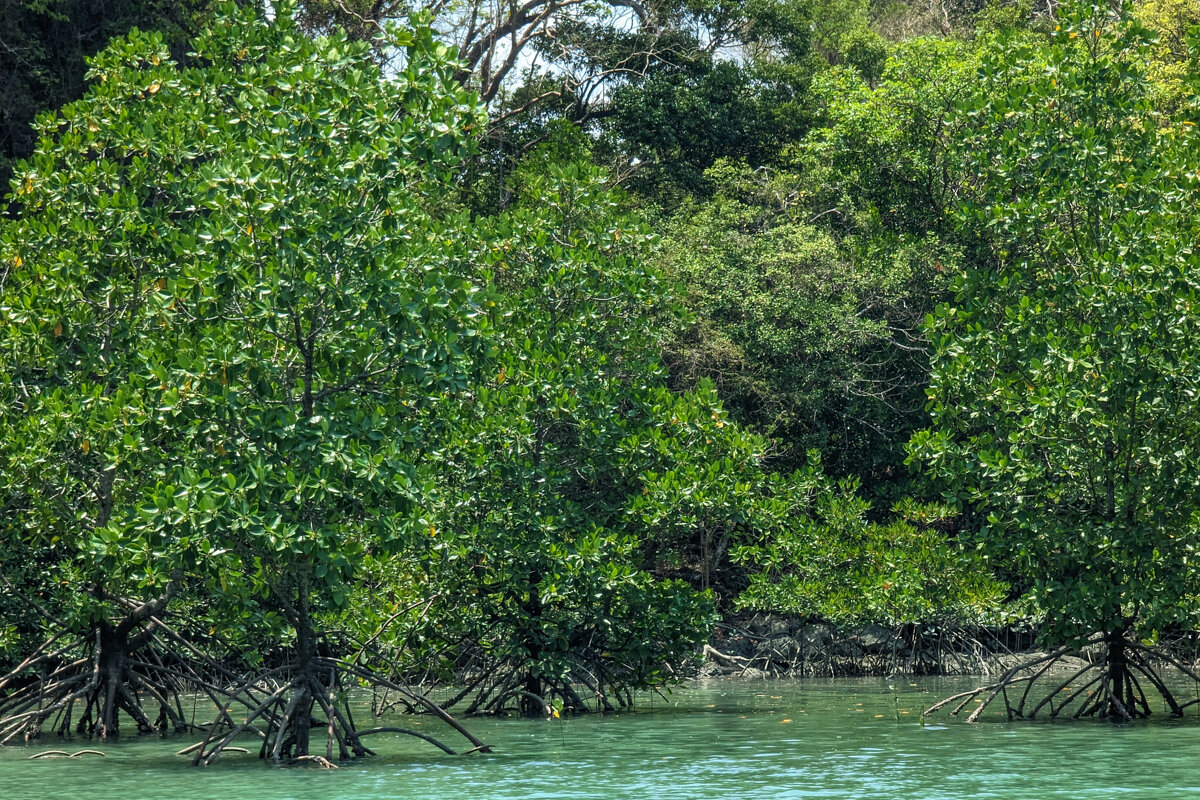 Mangrove dans le lagon de Koh Hong
