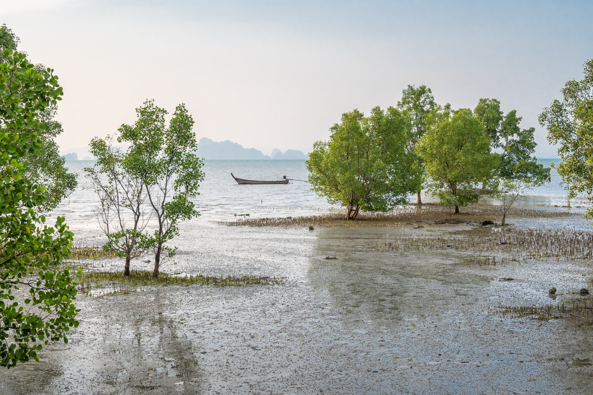 Mangrove dans l'ouest de Koh Yao Noi